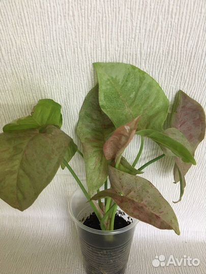 Комнатные цветы