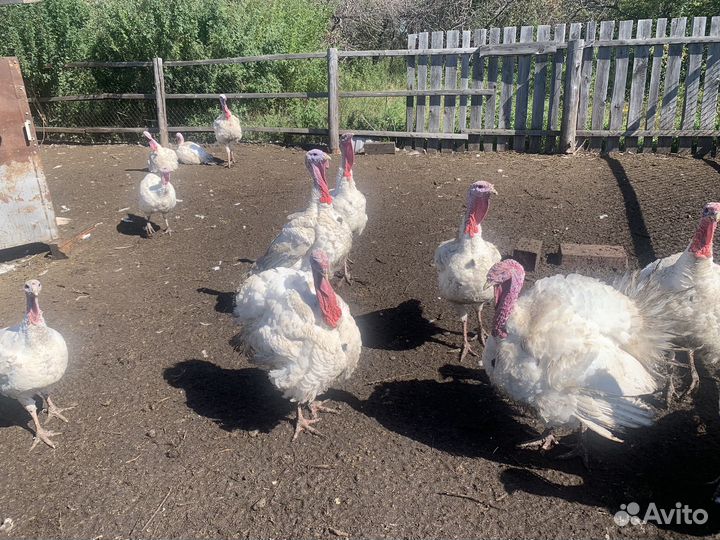 Мясо индюка