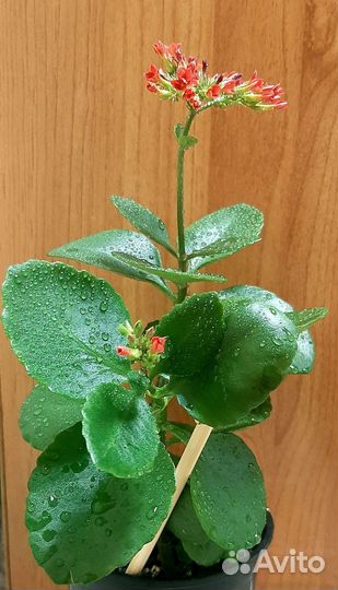 Каланхоэ цветущий