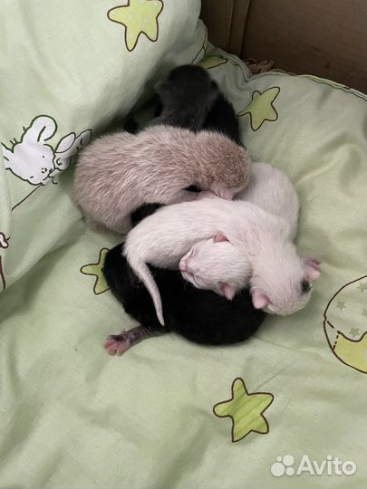 Отдам котят в добрые руки