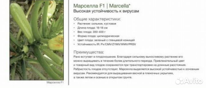 Семена кабачка