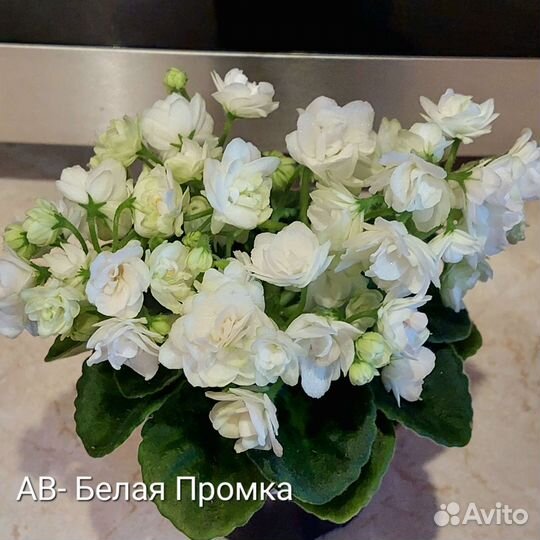 Детки сортовых фиалок
