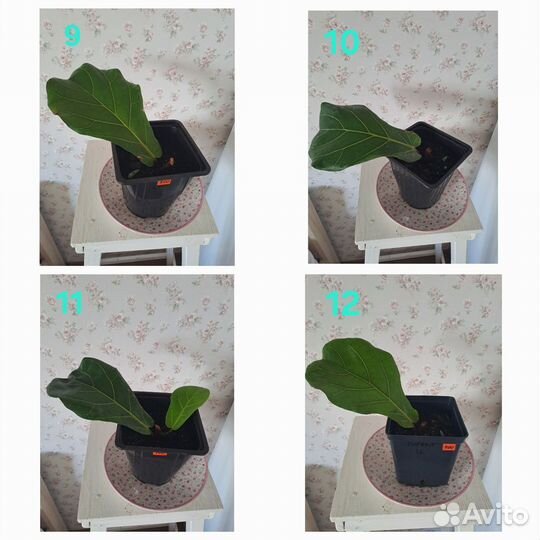 Фикус Лирата колумнарис (гигант)