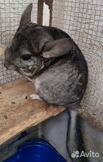 2 Шиншиллы с клеткой