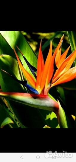 Комнатный Цветок(Стрелиция регина)