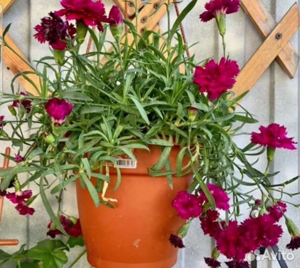 Гвоздика ампельная и кустовая