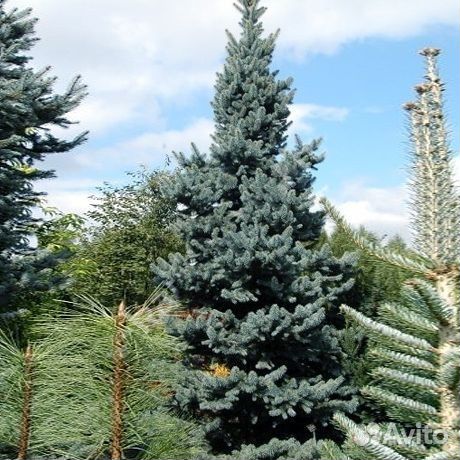 Деревья крупномеры