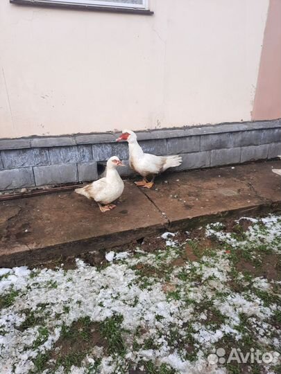 Мускусные утки тяжелые линии