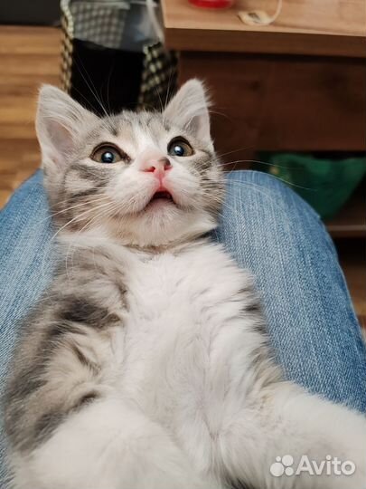 Сибирские котята в добрые руки