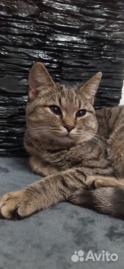 Котик в добрые руки