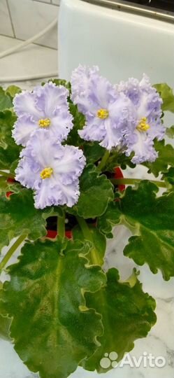 Фиалки сортовые. Лист свежесрезанный