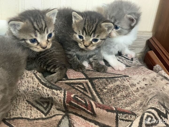 Отдам в добрые руки