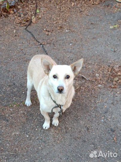 Собака в добрые руки