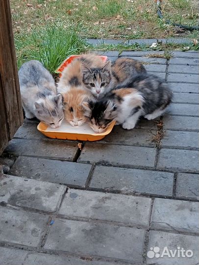 Трёхцветное счастье