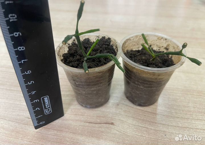 Цветок из палочек оленьи рожки цветы хатиора рожки