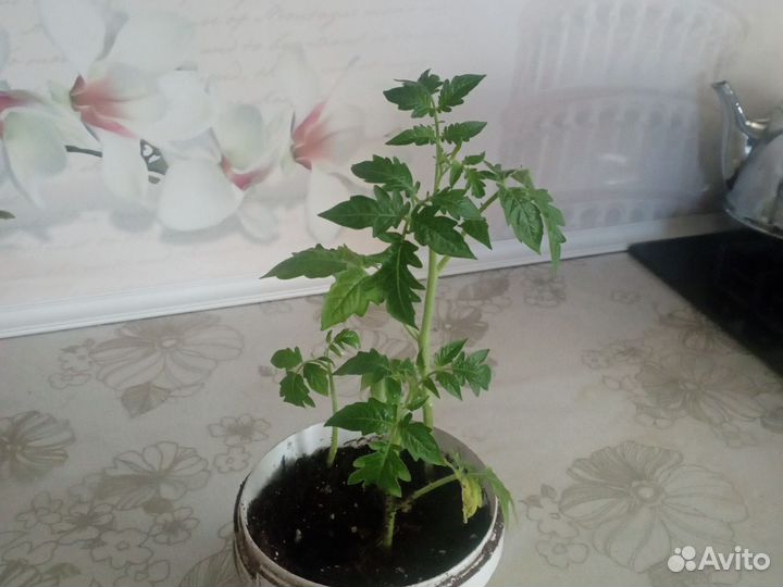 Рассада помидор