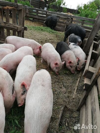 Вьетнамский вислобрюхий поросенок