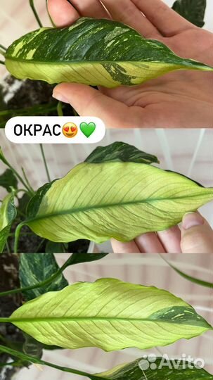 Спатифиллум вариегатный даймонд