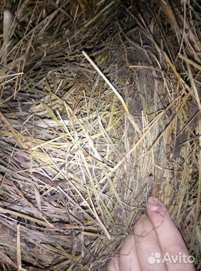 Сено в рулонах доставка