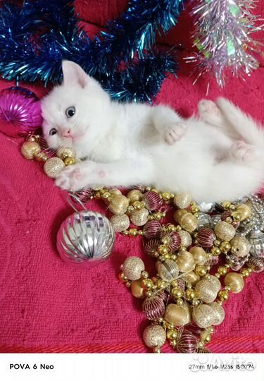 Белоснежное чудо