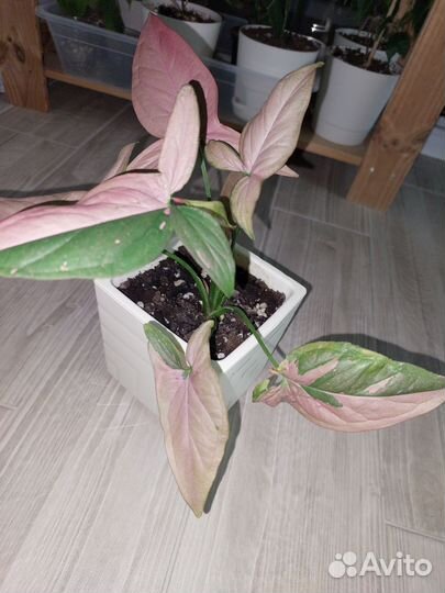 Сингониум ред спот