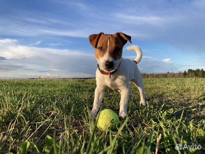 Случка собак