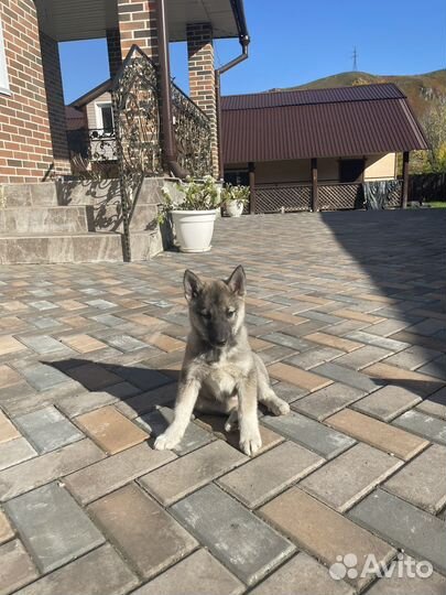 Щенко лайки