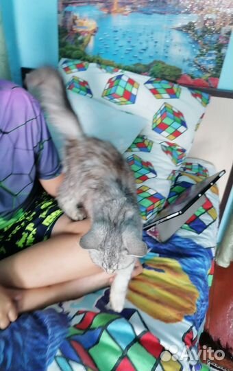 Котик бесплатно