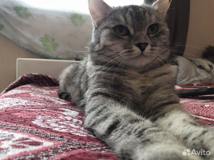 Кошка в добрые руки