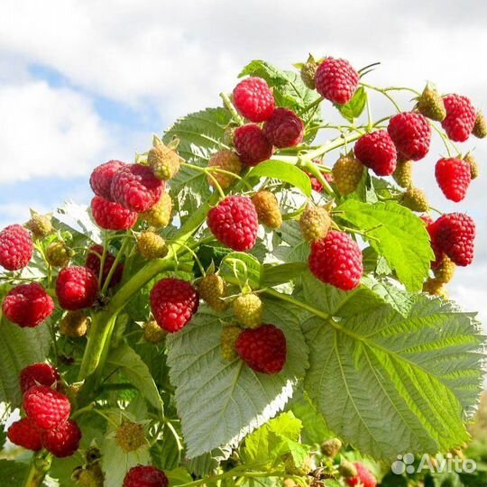 Саженцы ремонтантной малины