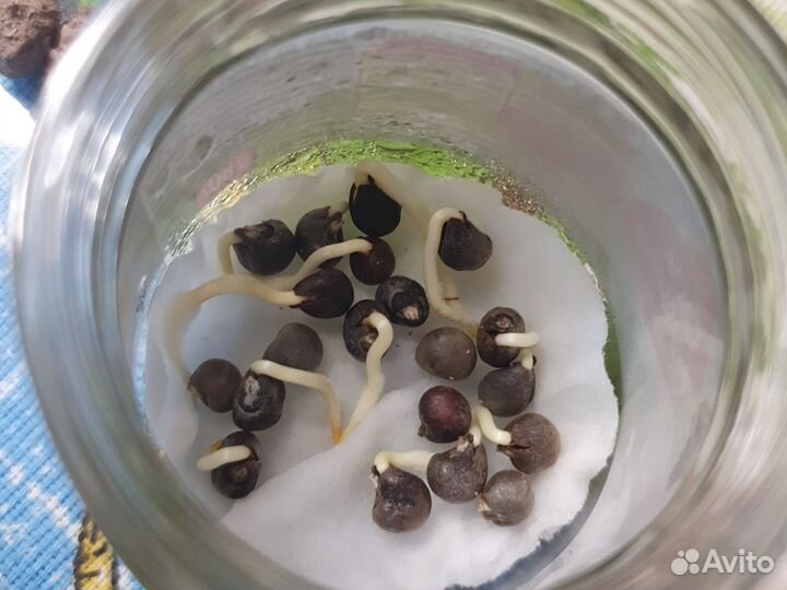 Чеснок яровой и другое