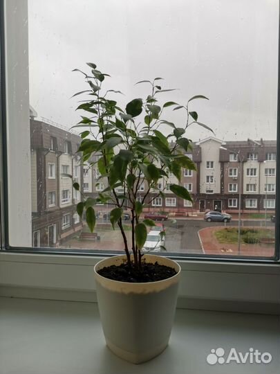 Фикус Бенджамина