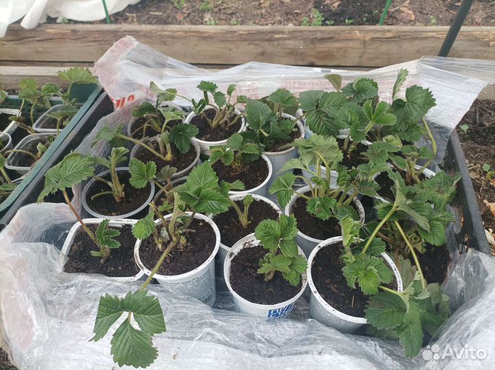 Земклуника