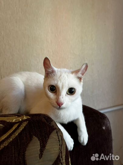 Белая кошечка