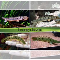 Аквариумные полиптерусы, змееголовы и каламоихты, Москва
