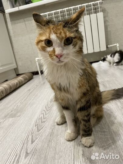 Отдам в добрые руки кошку