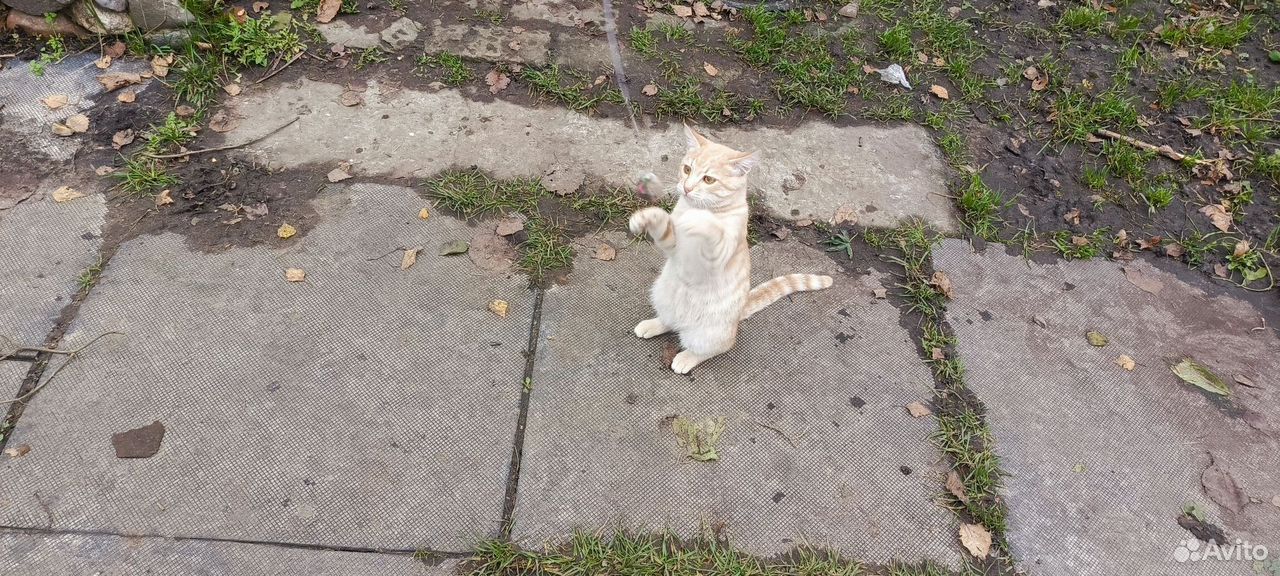 Котёнок в добрые руки, Ярославль
