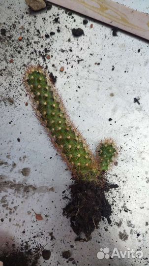 Кактус (маммилярия удлиненная)