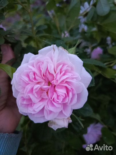 Роза корнесобственная, саженец