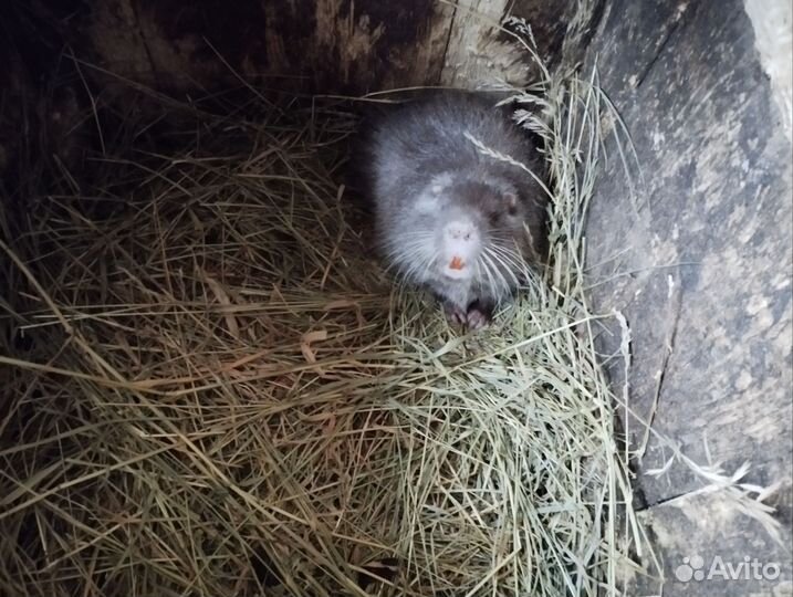 Нутрии на племя