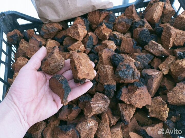 Чага березовая сушеная от сборщика