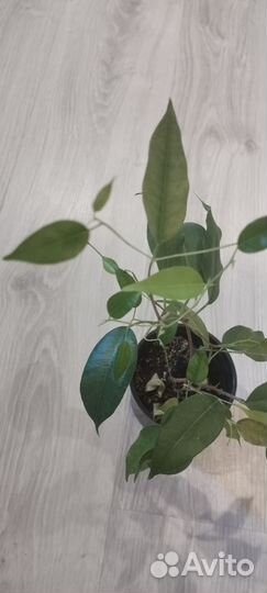 Фикус бенджамина саженец