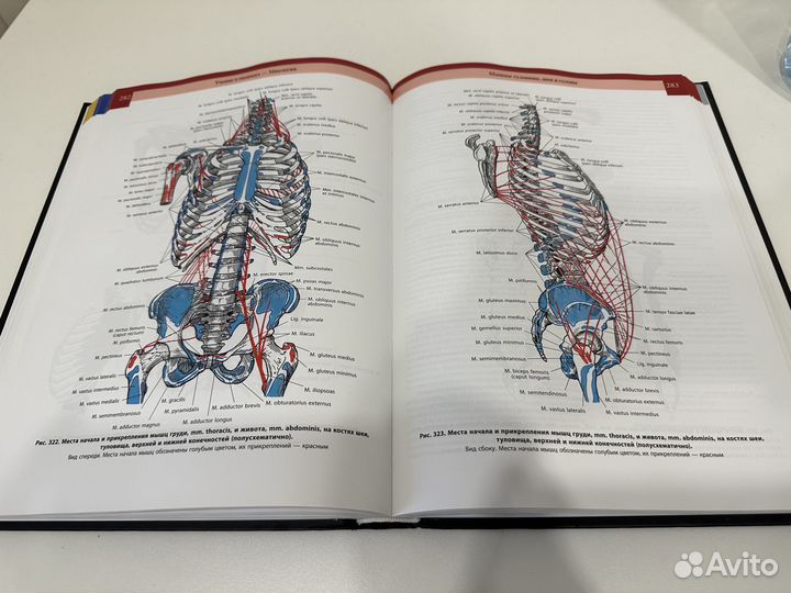 Анатомический атлас