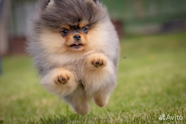 Шикарный мальчишка редкого окраса