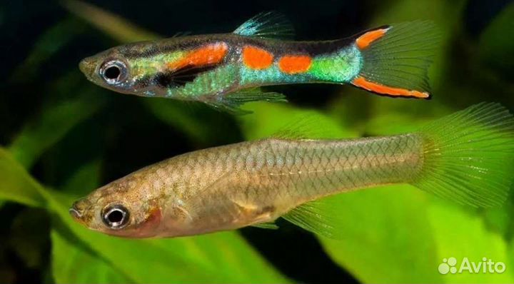Гуппи эндлера