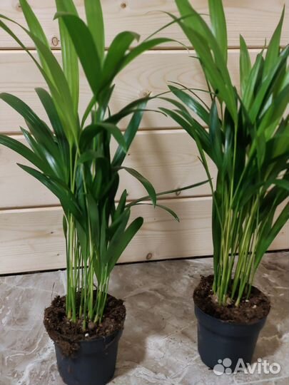 Пальма арека