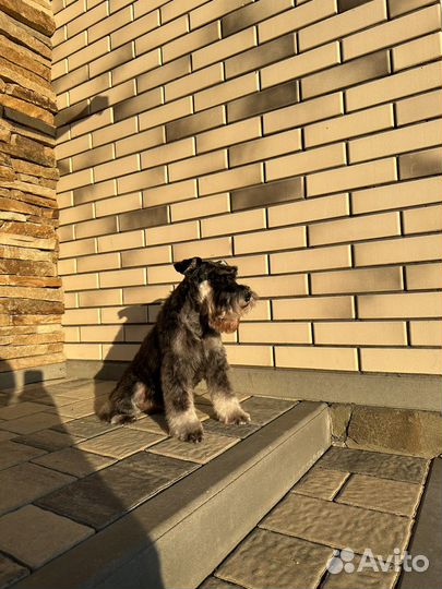 Цверг шнауцер