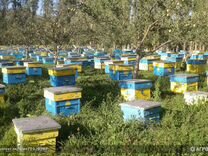 Пчеломатки доставка