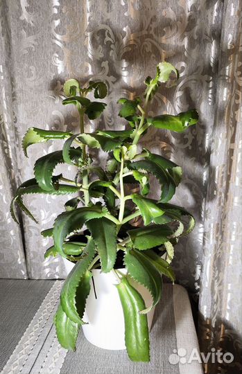 Каланхоэ дегремона