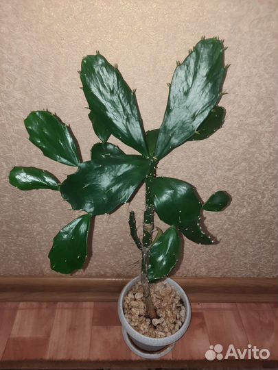 Комнатные растения
